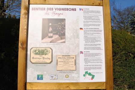 72 . Panneau 7 : les différents cépages .